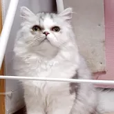 ペルシャ