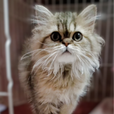 ペルシャ(チンチラ)