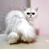 ペルシャ