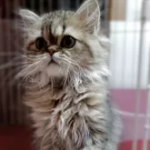 ペルシャ(チンチラ)【奈良県・男の子・2025年9月2日・チンチラゴールデン】の写真2