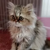 ペルシャ(チンチラ)【奈良県・男の子・2025年9月2日・チンチラゴールデン】の写真3