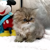 ペルシャ(チンチラ)【奈良県・女の子・2025年9月23日・ブルーチンチラゴールデン】の写真3