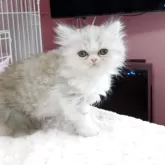 ペルシャ【奈良県・男の子・2025年12月8日・ホワイトクリーム】の写真3