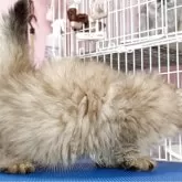 ペルシャ(チンチラ)【奈良県・男の子・2025年2月16日・チンチラゴールデン】の写真4「綺麗な金色のチンチラ君」