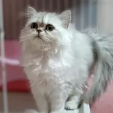 ペルシャ(チンチラ)【奈良県・女の子・2025年9月2日・チンチラシルバー】の写真4