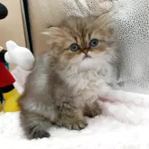 ペルシャ(チンチラ)【奈良県・女の子・2025年9月23日・ブルーチンチラゴールデン】の写真4