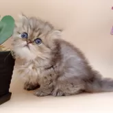 ペルシャ(チンチラ)【奈良県・女の子・2025年9月23日・ブルーチンチラゴールデン】の写真5
