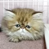 ペルシャ(チンチラ)【奈良県・男の子・2025年2月16日・チンチラゴールデン】の写真5