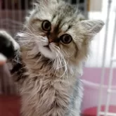 ペルシャ(チンチラ)【奈良県・男の子・2025年9月2日・チンチラゴールデン】の写真6