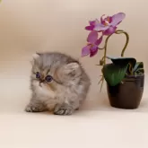 ペルシャ(チンチラ)【奈良県・女の子・2025年9月23日・ブルーチンチラゴールデン】の写真7