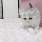 ペルシャ【奈良県・男の子・2025年12月8日・ホワイトクリーム】の写真7