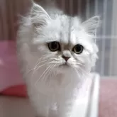 ペルシャ(チンチラ)【奈良県・女の子・2025年9月2日・チンチラシルバー】の写真8