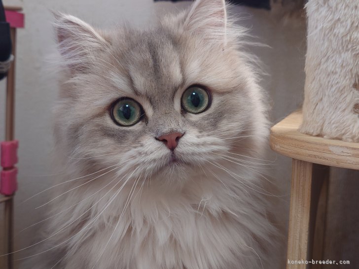 レアカラーの母猫候補♡｜加藤　茂樹(かとう　しげき)ブリーダー(愛知県・ミヌエットなど・ＣＰＡ登録)の紹介写真4