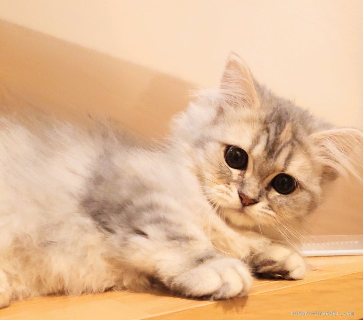 加藤茂樹ブリーダーのブログ：ご家族決まりました♡