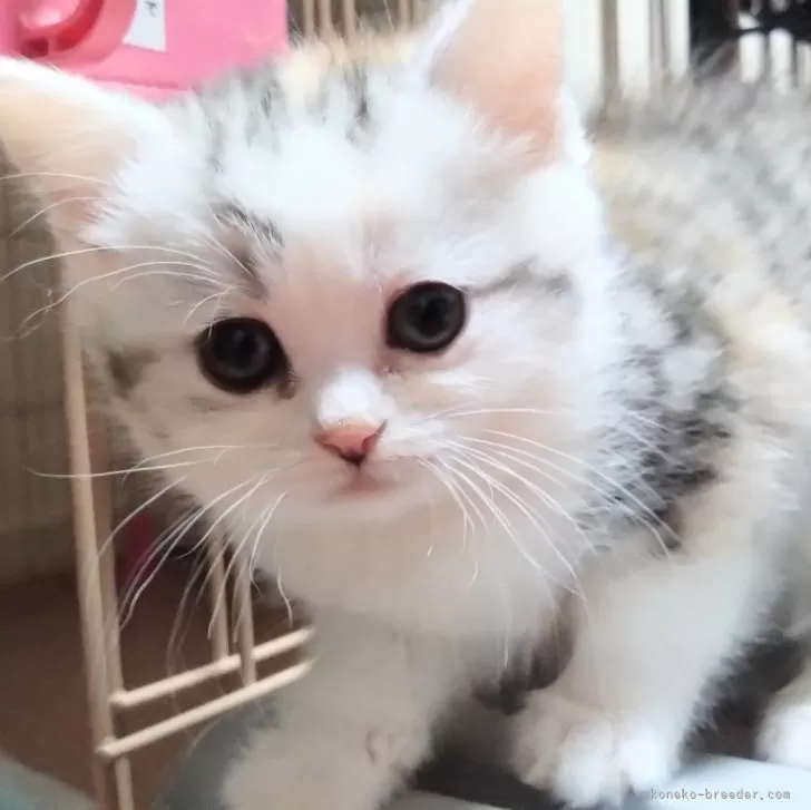 ID：2403-00980の子猫