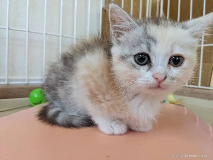 yuko 様のお迎えした子猫