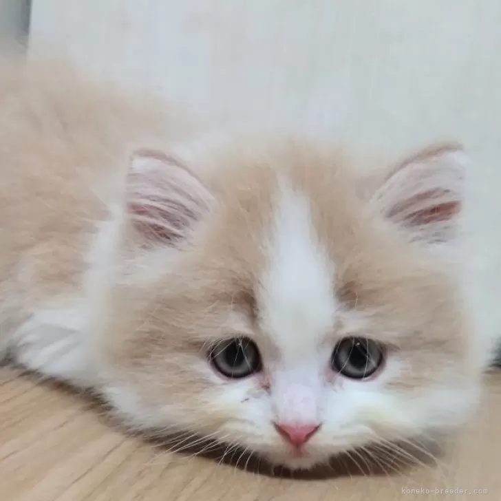 ID：2407-01588の子猫