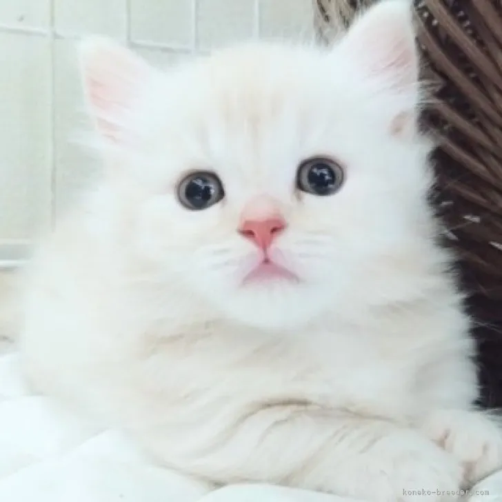 ID：2306-00611の子猫