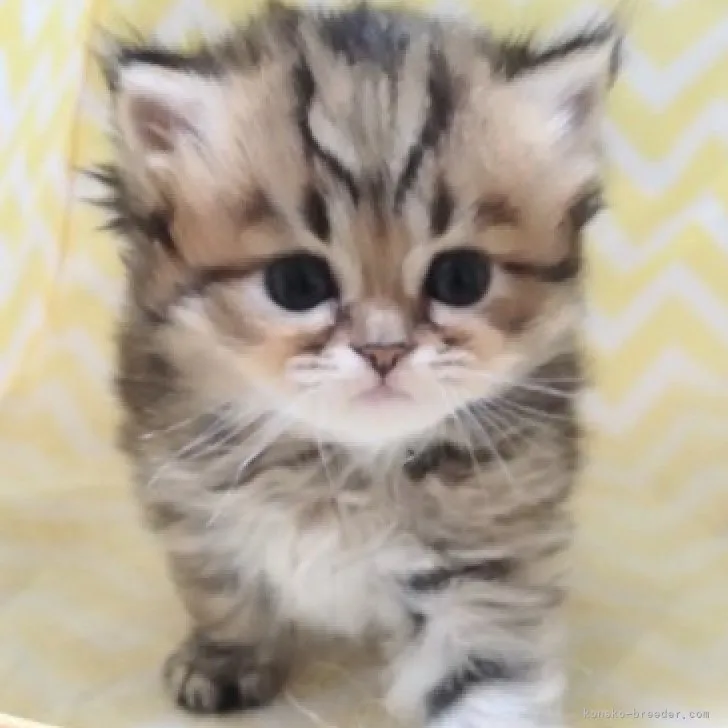 ID：2312-00282の子猫