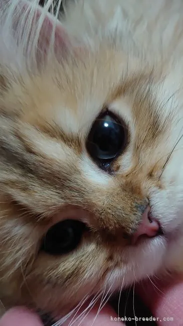 ID：2106-00042の子猫