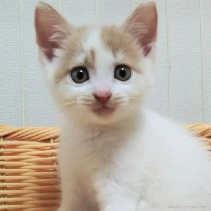 ID：2209-00209の子猫