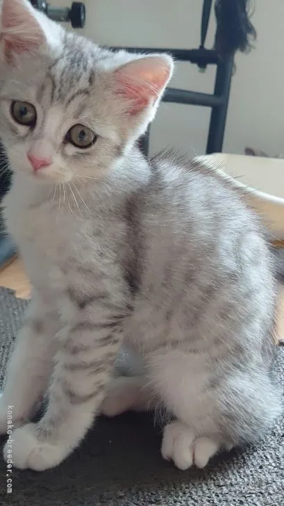 ID：2106-01972の子猫