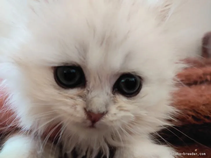 AK 様のお迎えした子猫
