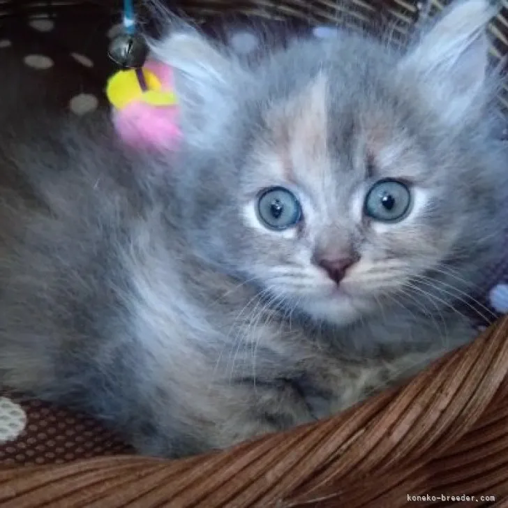 ID：2306-00480の子猫