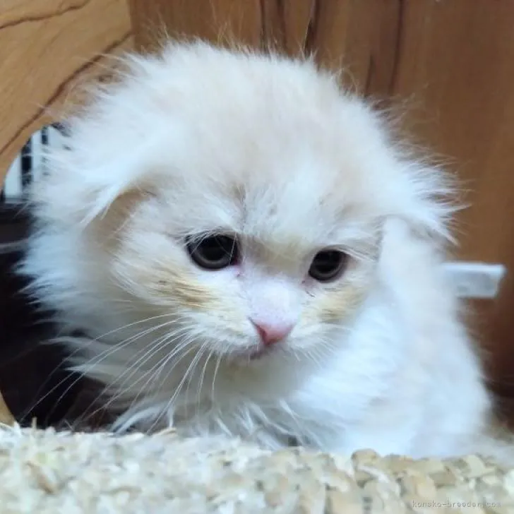 ID：2211-02184の子猫
