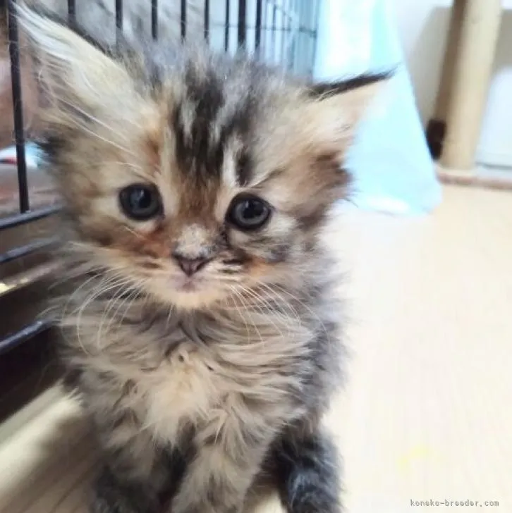 ID:2211-02109の子猫