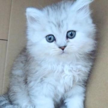 ミヌエット(長足)【愛知県・男の子・2022年12月17日・シルバータビー（ロング）】の写真「長足のフワフワ♡可愛い子です♡」