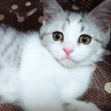 ミヌエット(長足)【愛知県・男の子・2024年2月1日・シルバータビーホワイト（ショート）】の写真「生体代金のみでお迎え♪ワクチン2回分無料です♪」