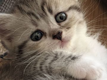 ミヌエット【愛知県・男の子・2021年7月22日・シルバータビーホワイト】の写真「極短足の男の子です♡」