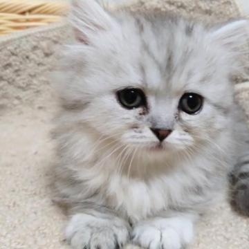 ミヌエット(短足)【愛知県・女の子・2022年11月25日・シルバータビー（ロング）】の写真「期間限定募集の短足ロングヘアのまん丸ちゃん♡」