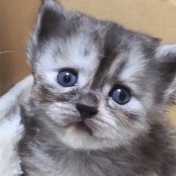 マンチカン(短足)【愛知県・女の子・2023年8月22日・シルバーパッチドタビー】の写真「短い足で元気な女の子♡近隣施設もご利用できます♡」