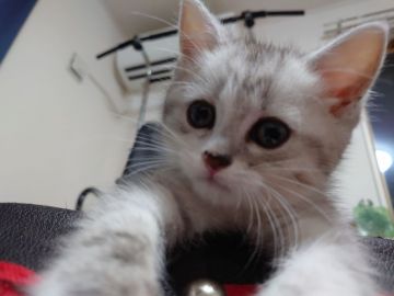 ミヌエット【愛知県・男の子・2021年6月12日・シルバータビー】の写真「長足の膝の上大好きな甘えん坊くん♡」