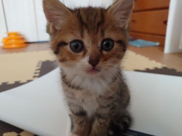 ミヌエット【愛知県・男の子・2021年6月12日・ブラウンタビーホワイト】の写真「長足の人が大好きミヌエットくん♡」