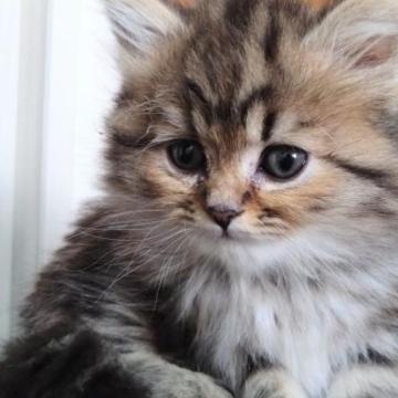 ミヌエット(長足)【愛知県・男の子・2022年12月17日・ブラウンタビー（ロング）】の写真「長足、長毛の男の子♡」