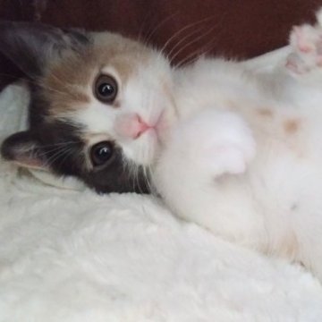 マンチカン(長足)【愛知県・女の子・2023年2月4日・ブルーパッチドタビーホワイト】の写真「GWセール♡」