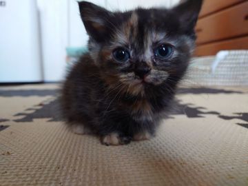 ミヌエット【愛知県・女の子・2021年9月19日・トーティシェル】の写真「極短足で小柄な猫ちゃんです♡」
