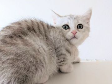 ミヌエット【愛知県・男の子・2021年10月25日・シルバータビー】の写真「長足の男の子♡」