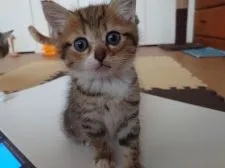 ミヌエット【愛知県・男の子・2021年6月12日・ブラウンタビーホワイト】の写真4「7/30撮影しました♡」