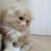 スコティッシュフォールド(折れ耳)【愛知県・男の子・2022年10月17日・クリームタビーホワイト】の写真4「12/3撮影しました」