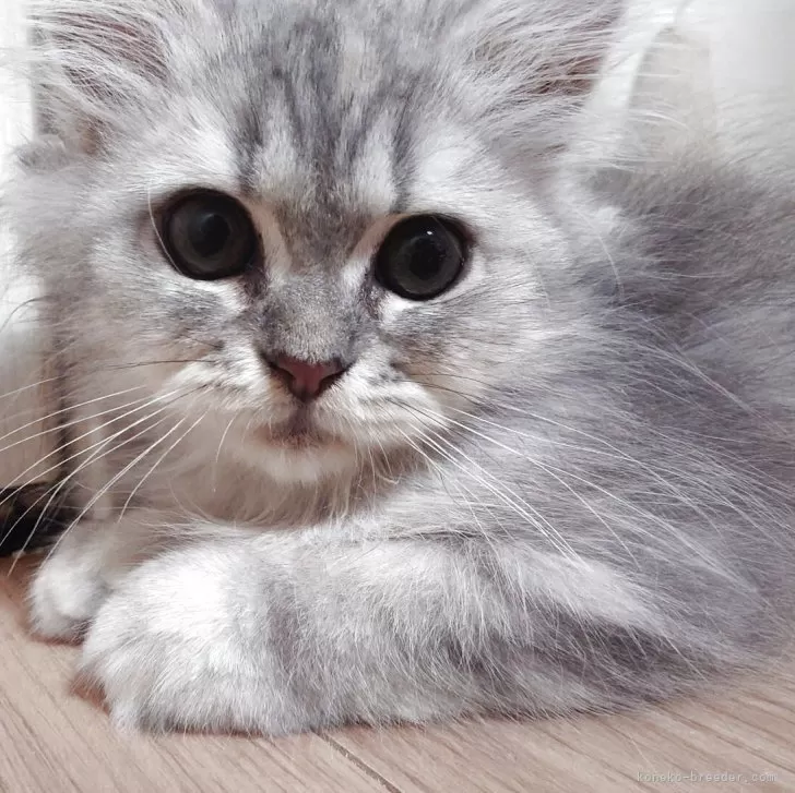 ID：2509-00928の子猫