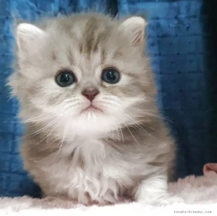 buukichi 様のお迎えした子猫