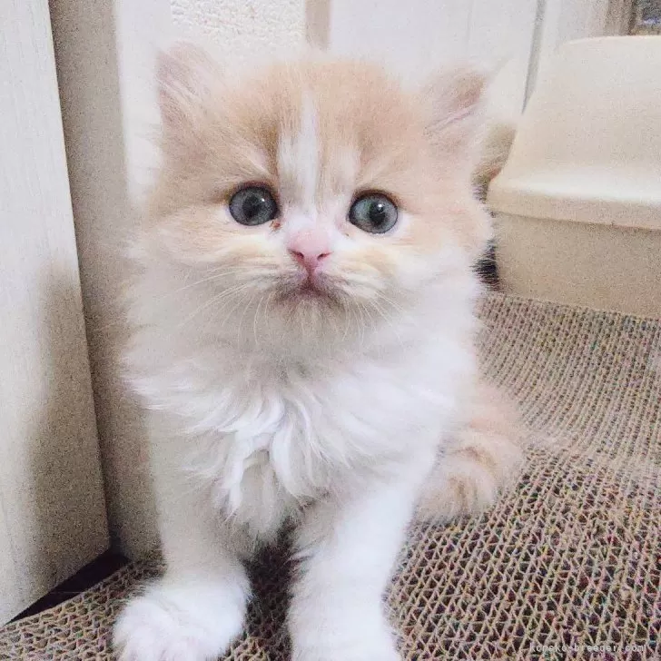 K.N 様のお迎えした子猫
