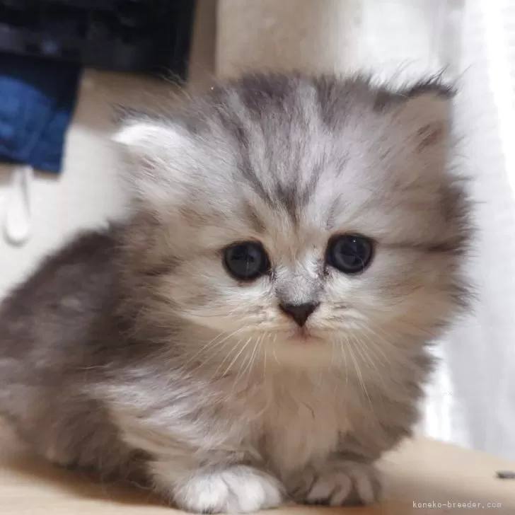 ミレー　犬を抱いた少女 51XiPuts7AL._SY200_QL15_.jpg