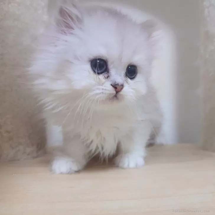 ID:2503-02953の子猫