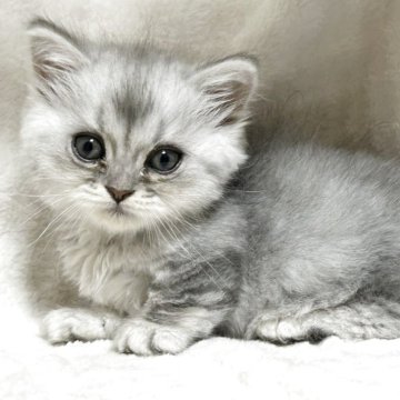 ミヌエット(短足)【愛知県・男の子・2025年10月28日・ブルータビー】の写真「小柄だけど元気いっぱい♡短足の男の子♡」