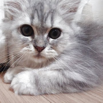 マンチカン(長足)【愛知県・女の子・2025年7月24日・ブルーパッチドタビー（ロング）】の写真「生体代金のみでワクチン代金込みの価格です♪」